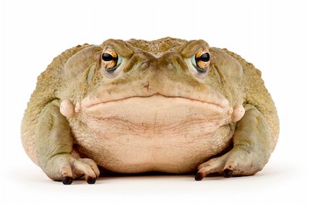 Large Sonoran Desert Toad with a small scar above his mouth, isolated on a white background Stock Photo - Budget Royalty-Free & Subscription, Code: 400-04033684