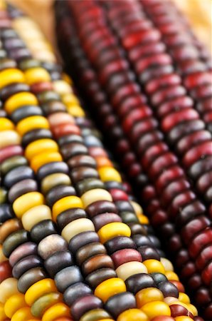 Two cobs of indian corn close up Photographie de stock - Aubaine LD & Abonnement, Code: 400-04044836
