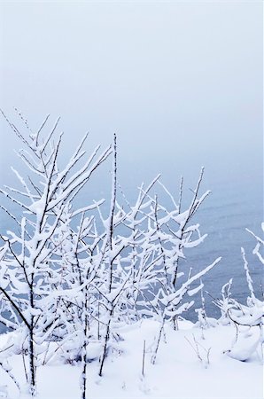 simsearch:400-03985276,k - Winter trees covered with fresh snow - natural background Foto de stock - Super Valor sin royalties y Suscripción, Código: 400-04044919