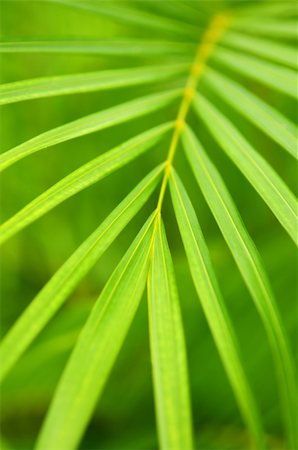 simsearch:400-04502346,k - Botanical background of green palm tree leaves close up Stock Photo - Budget Royalty-Free & Subscription, Code: 400-04044911