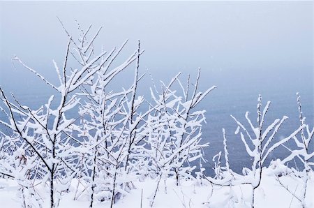 simsearch:400-03985276,k - Winter trees covered with fresh snow - natural background Foto de stock - Super Valor sin royalties y Suscripción, Código: 400-04044920