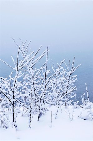 simsearch:400-03987371,k - Winter trees covered with fresh snow - natural background Foto de stock - Super Valor sin royalties y Suscripción, Código: 400-04044921