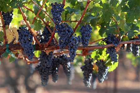 simsearch:400-03937535,k - Red grapes hanging on a vine Stock Photo - Budget Royalty-Free & Subscription, Code: 400-04046217