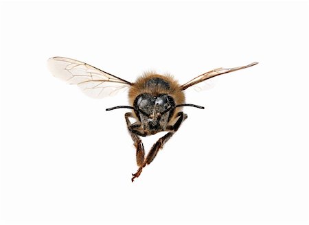 simsearch:400-08706648,k - Honey Bee Looking Right At You With Extreme Detail on White Background Foto de stock - Royalty-Free Super Valor e Assinatura, Número: 400-04046337