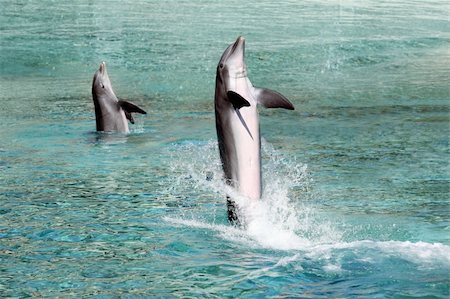 Two Bottle Nosed Dolphins are out of the water Stockbilder - Microstock & Abonnement, Bildnummer: 400-04046371