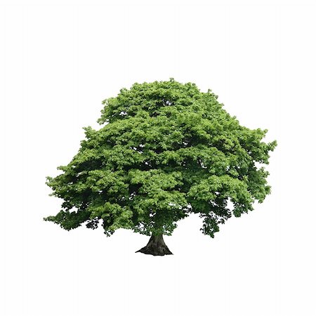 platane tree - Sycamore tree in full leaf in summer over white background. Photographie de stock - Aubaine LD & Abonnement, Code: 400-04047125