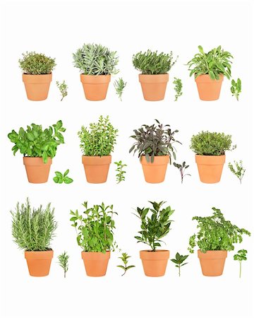 simsearch:400-04052014,k - Large herb plant selection growing in terracotta pots with leaf sprigs. Rosemary, mint, bay, parsley, basil, oregano, purple sage, golden thyme, silver thyme, lavender, common thyme, variegated sage. Over white background. Stockbilder - Microstock & Abonnement, Bildnummer: 400-04047128