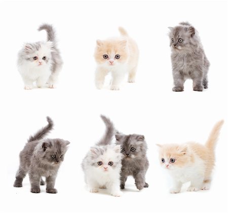 simsearch:400-05353046,k - Set of different kittens on isolated white background Foto de stock - Royalty-Free Super Valor e Assinatura, Número: 400-04047403