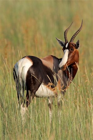 simsearch:400-04343506,k - Endangered bontebok antelope (Damaliscus pygargus dorcas), South Africa Foto de stock - Royalty-Free Super Valor e Assinatura, Número: 400-04047861