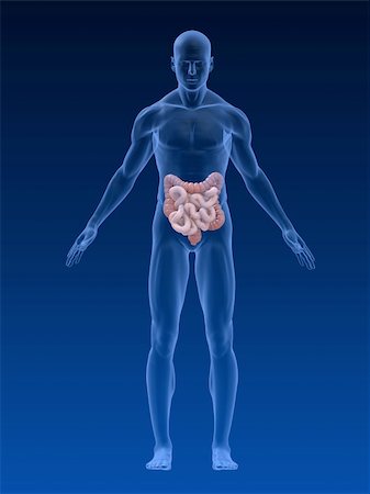 simsearch:400-06770547,k - 3d rendered anatomy illustration of a human body shape with colon and intestines Fotografie stock - Microstock e Abbonamento, Codice: 400-04048458