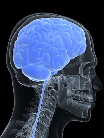 simsearch:400-05120940,k - 3d rendered anatomy illustration of a human head shape with brain Photographie de stock - Aubaine LD & Abonnement, Code: 400-04048466