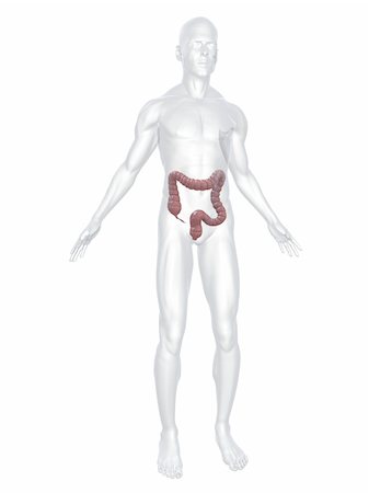 simsearch:400-06770547,k - 3d rendered anatomy illustration of a human body shape with highlighted colon Fotografie stock - Microstock e Abbonamento, Codice: 400-04048498