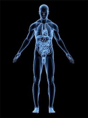 eraxion (artist) - 3d rendered anatomy illustration of a man Fotografie stock - Microstock e Abbonamento, Codice: 400-04048570