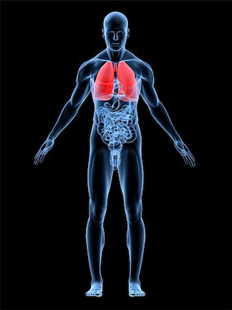 3d rendered anatomy illustration of a male body shape with highlighted lung Stock Photo - Budget Royalty-Free & Subscription, Code: 400-04048572