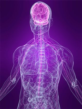 simsearch:400-04164497,k - 3d rendered anatomy illustration of a human body shape with marked nervous system Stock Photo - Budget Royalty-Free & Subscription, Code: 400-04048589