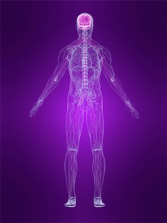 simsearch:400-04164497,k - 3d rendered anatomy illustration of a human body shape with marked nervous system Stock Photo - Budget Royalty-Free & Subscription, Code: 400-04048594