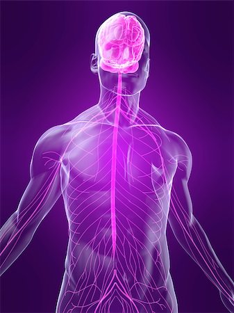 simsearch:400-04164497,k - 3d rendered anatomy illustration of a human body shape with marked nervous system Stock Photo - Budget Royalty-Free & Subscription, Code: 400-04048599