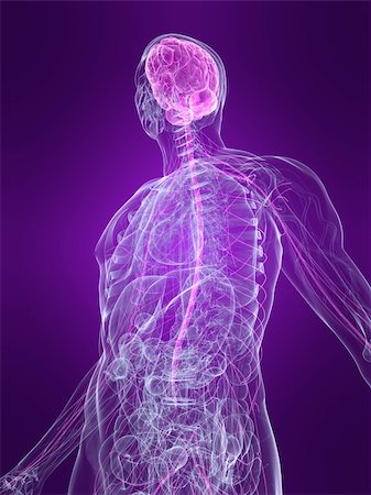 simsearch:400-04164497,k - 3d rendered anatomy illustration of a human body shape with marked nervous system Stock Photo - Budget Royalty-Free & Subscription, Code: 400-04048591
