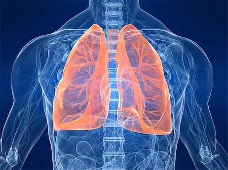 simsearch:400-04164497,k - 3d rendered anatomy illustration of a human body shape with marked lung Stock Photo - Budget Royalty-Free & Subscription, Code: 400-04048618