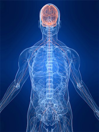simsearch:400-04164497,k - 3d rendered anatomy illustration of a human body shape with marked nervous system Stock Photo - Budget Royalty-Free & Subscription, Code: 400-04048612