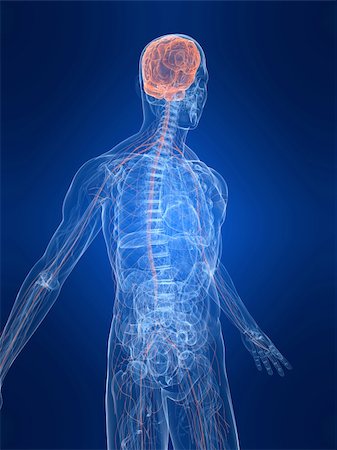 simsearch:400-04164497,k - 3d rendered anatomy illustration of a human body shape with marked nervous system Stock Photo - Budget Royalty-Free & Subscription, Code: 400-04048621
