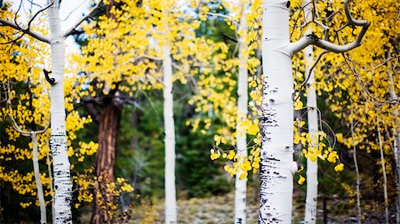 simsearch:400-04743104,k - aspen trees spring up in the forest during the fall with the leaves changing to yellow outside Stockbilder - Microstock & Abonnement, Bildnummer: 400-04049354