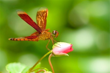 simsearch:632-07161397,k - A dragonfly resting on a flower bud Photographie de stock - Aubaine LD & Abonnement, Code: 400-04049358