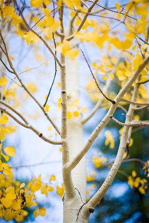fall aspen leaves - close-up view of yellow leaves changing on an aspen in the fall with a blue sky in the background Stock Photo - Budget Royalty-Free & Subscription, Code: 400-04049353