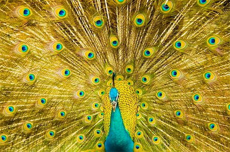 beautiful peacock Stock Photo - Budget Royalty-Free & Subscription, Code: 400-04049366