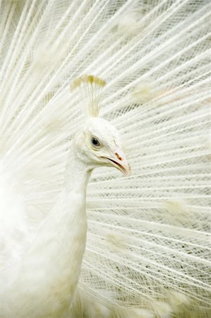 simsearch:841-06446125,k - closeup on a nice white peacock Stock Photo - Budget Royalty-Free & Subscription, Code: 400-04049384