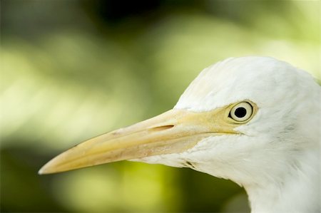 simsearch:400-07423778,k - closeup egret Photographie de stock - Aubaine LD & Abonnement, Code: 400-04049385