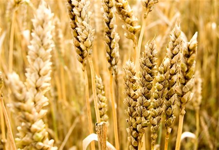 field of oats - golden grain ready for harvest Stock Photo - Budget Royalty-Free & Subscription, Code: 400-04049386