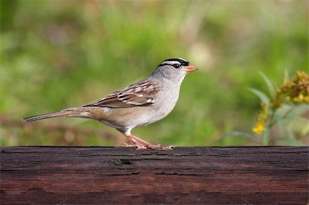 simsearch:400-04115071,k - Adult White-crowned Sparrow (Zonotrichia leucophrys) on a log Photographie de stock - Aubaine LD & Abonnement, Code: 400-04049538