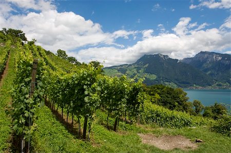 Vineyards in the city of Spiez, Switzerland Stock Photo - Budget Royalty-Free & Subscription, Code: 400-04049664