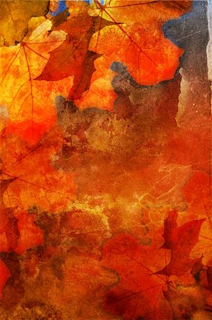 Autumn grunge background with naple leaves Foto de stock - Royalty-Free Super Valor e Assinatura, Número: 400-04049843