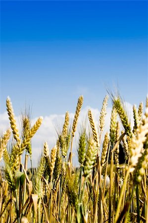 peasant farm - wind blowing over yellow grain field Stock Photo - Budget Royalty-Free & Subscription, Code: 400-04049867