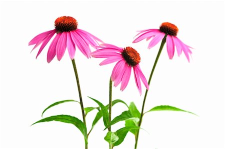 flor conífera - Blooming medicinal herb echinacea purpurea or coneflower isolated on white background Foto de stock - Royalty-Free Super Valor e Assinatura, Número: 400-04040006