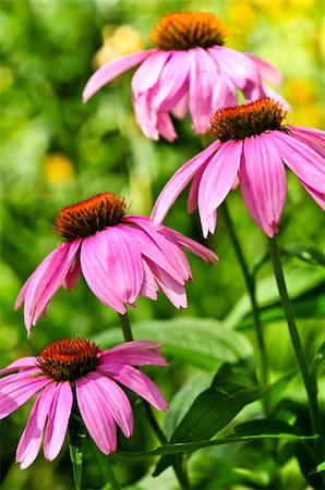 flor conífera - Blooming medicinal herb echinacea purpurea or coneflower Foto de stock - Royalty-Free Super Valor e Assinatura, Número: 400-04040001