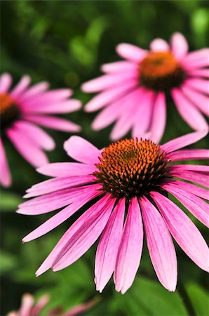 flor conífera - Blooming medicinal herb echinacea purpurea or coneflower Foto de stock - Royalty-Free Super Valor e Assinatura, Número: 400-04040003