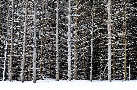 simsearch:400-03985276,k - Natural background of tree trunks in winter Foto de stock - Super Valor sin royalties y Suscripción, Código: 400-04040067
