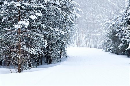 simsearch:400-04014691,k - Winter landscape with snowy trees and snowmobile path Stock Photo - Budget Royalty-Free & Subscription, Code: 400-04040074