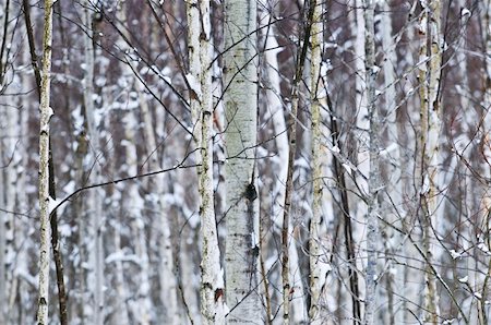 simsearch:400-03985276,k - Natural background of tree trunks in winter Foto de stock - Super Valor sin royalties y Suscripción, Código: 400-04040077