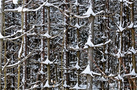 simsearch:400-03985276,k - Natural background of tree trunks in winter Foto de stock - Super Valor sin royalties y Suscripción, Código: 400-04040080