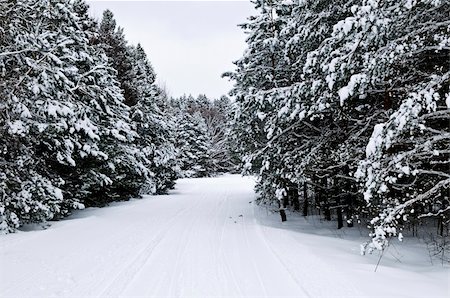 simsearch:400-04014691,k - Winter landscape with snowy trees and snowmobile path Stock Photo - Budget Royalty-Free & Subscription, Code: 400-04040082