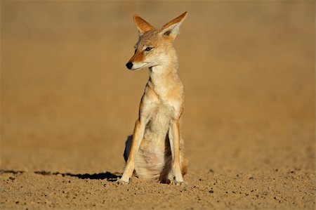 Sitting black-backed Jackal (Canis mesomelas), Kalahari desert, South Africa Stock Photo - Budget Royalty-Free & Subscription, Code: 400-04040364