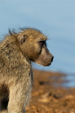 simsearch:400-08011937,k - Chacma baboon (Papio hamadryas ursinus), Kruger National Park, South Africa Stock Photo - Budget Royalty-Free & Subscription, Code: 400-04040365