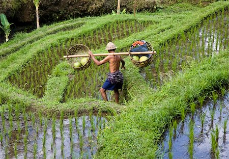 Rice paddies  near Ubud in Bali, Indonesia Stock Photo - Budget Royalty-Free & Subscription, Code: 400-04040372
