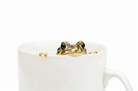 Green toad in white cup isolated Stock Photo - Budget Royalty-Free & Subscription, Code: 400-04040717