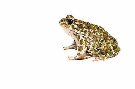 Green toad in white isolated Stock Photo - Budget Royalty-Free & Subscription, Code: 400-04040719
