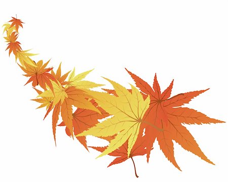 simsearch:400-06066227,k - Twisted row of autumn  maples leaves. Vector illustration. Stock Photo - Budget Royalty-Free & Subscription, Code: 400-04040905